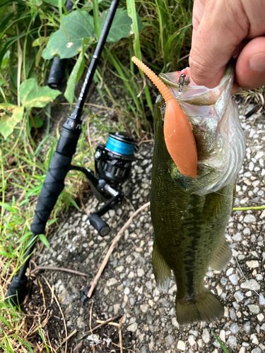 ブラックバスの釣果