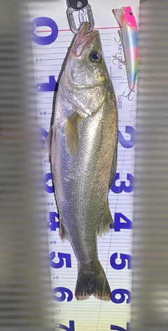 スズキの釣果