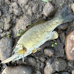 スモールマウスバス