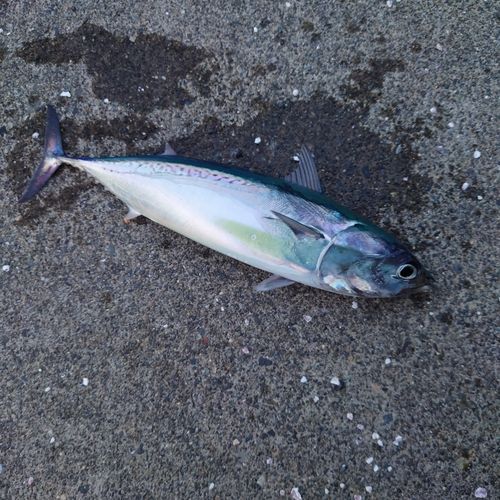 ソウダガツオの釣果