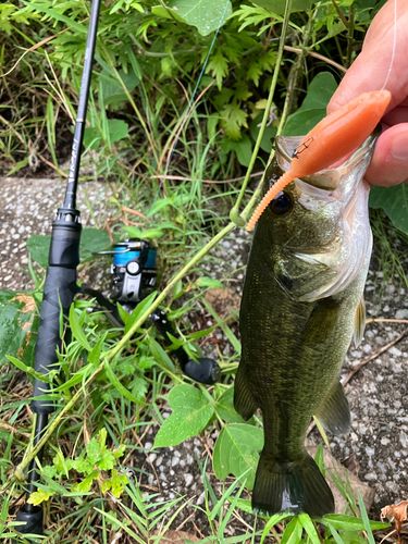 ブラックバスの釣果