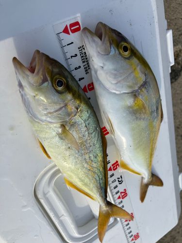 ショゴの釣果