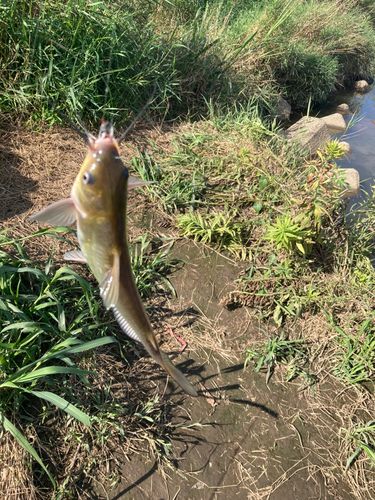 アメリカナマズの釣果