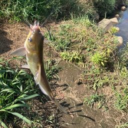 アメリカナマズ