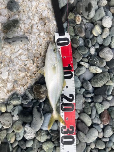 ワカシの釣果