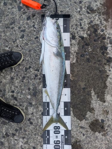 ブリの釣果