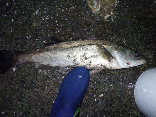 フッコ（マルスズキ）の釣果