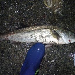 フッコ（マルスズキ）