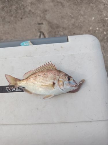 チャリコの釣果