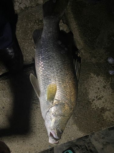 アカメの釣果