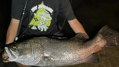 アカメの釣果