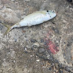 アジ