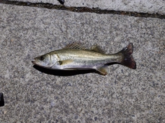 スズキの釣果