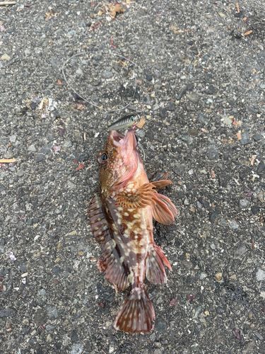 カサゴの釣果