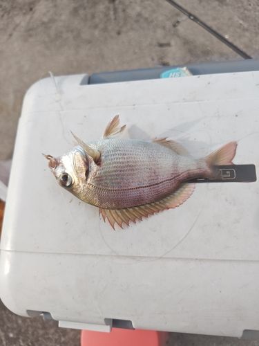 チャリコの釣果