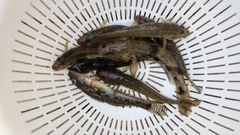マハゼの釣果