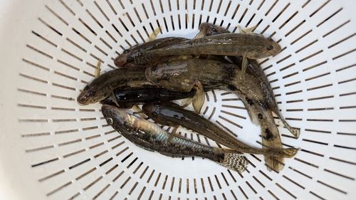 マハゼの釣果