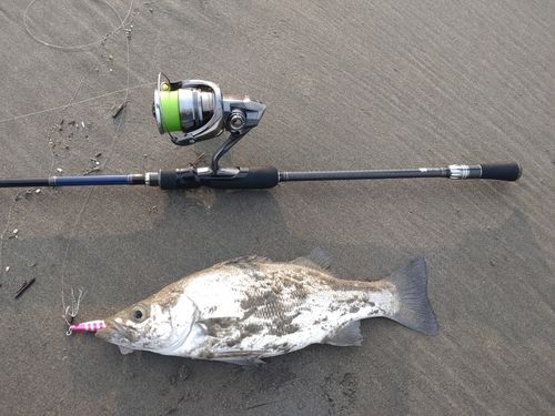ヒラスズキの釣果