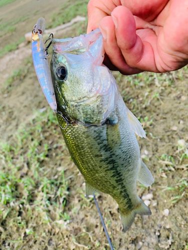 ラージマウスバスの釣果