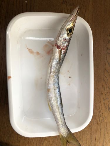 カマスの釣果