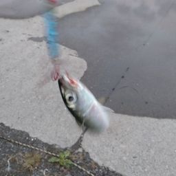 サバ