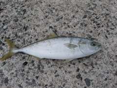 ツバスの釣果