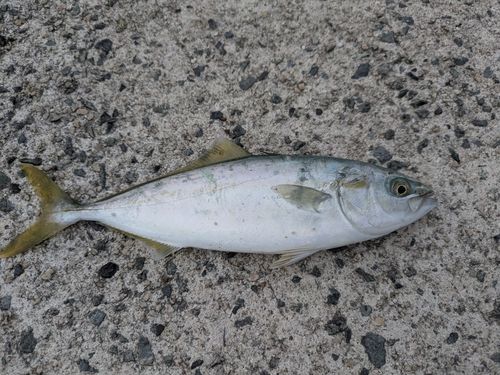 ツバスの釣果