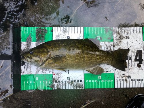 スモールマウスバスの釣果