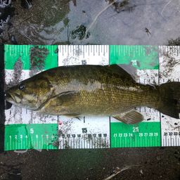 スモールマウスバス