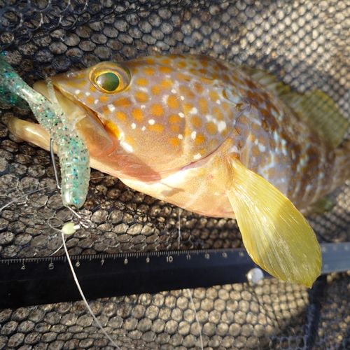 キジハタの釣果