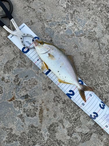 ショゴの釣果