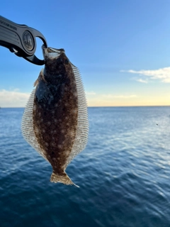 ソゲの釣果