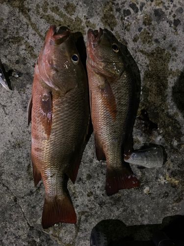マングローブジャックの釣果