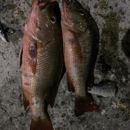 マングローブジャック