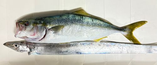 ツバスの釣果