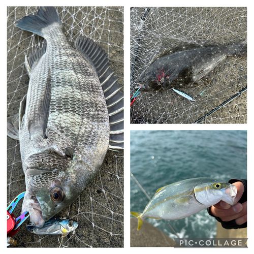 釣果