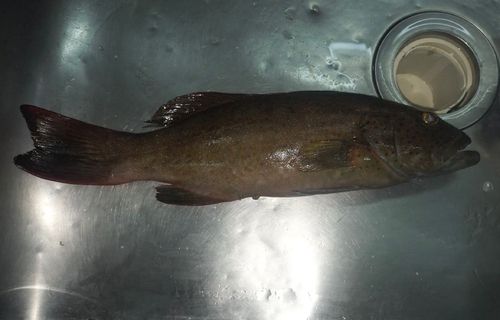オオアオノメアラの釣果