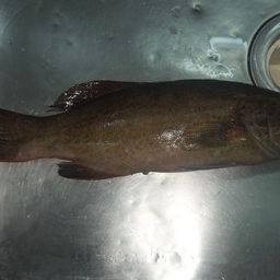 オオアオノメアラ