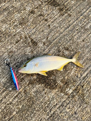 ショゴの釣果