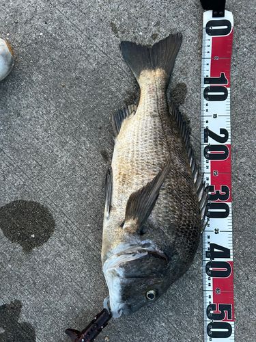 チヌの釣果