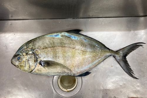 クロヒラアジの釣果