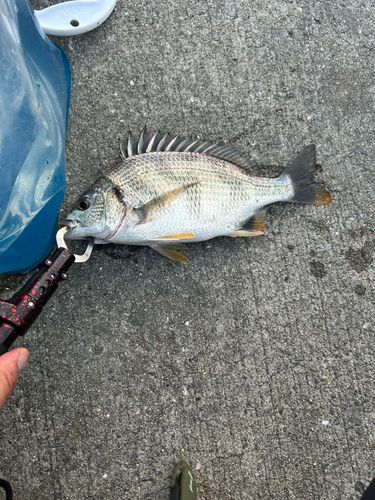 キビレの釣果
