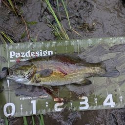 スモールマウスバス