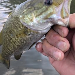 スモールマウスバス