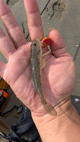 ハゼの釣果
