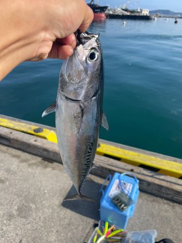 ソウダガツオの釣果
