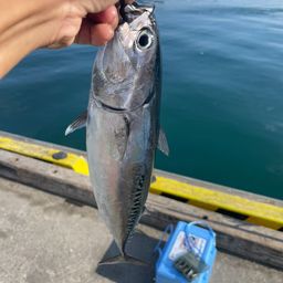 ソウダガツオ