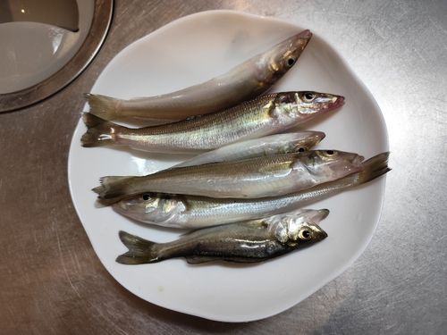 シロギスの釣果