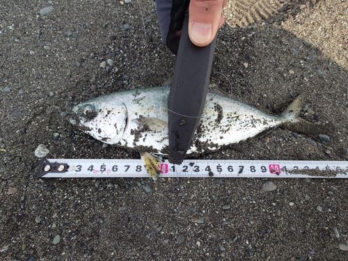 ワカシの釣果