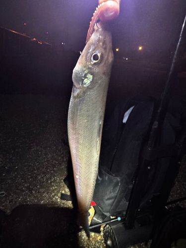 キスの釣果